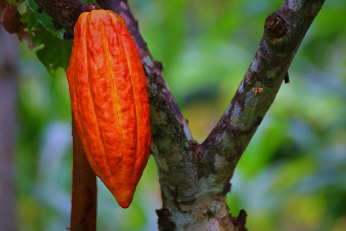 Variedades de cacao: criollo, forastero y trinitario