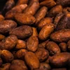 Cacao en Grano Tostado Orgánico - Finca Pacífico Sur Costa Rica (1 Kg)