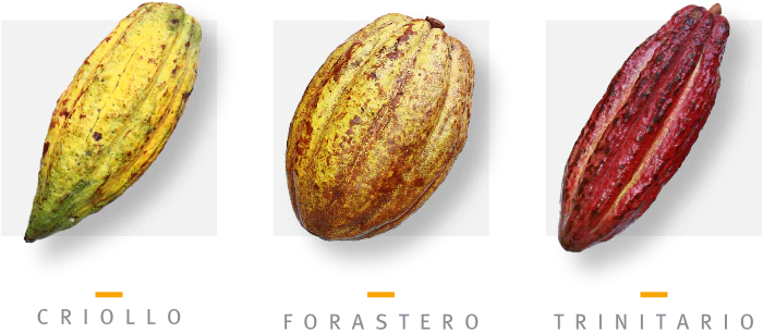 tipos de cacao criollo forastero trinitario