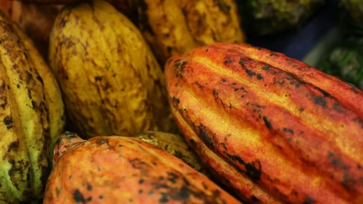 Del Árbol a tu Barra Cómo Producimos Chocolate Bean-to-Bar en Costa Rica